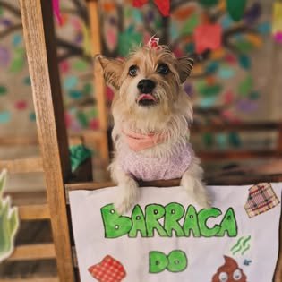 Pet do Green Dogs